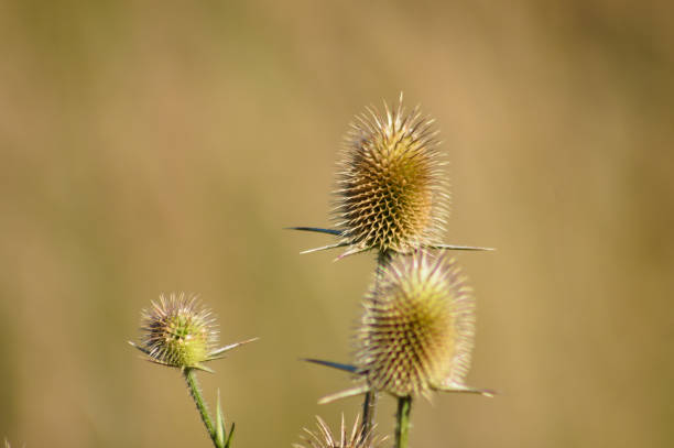 istock Closeup of brown cutleaf teasel seeds with other blurred plants on background 1393402565