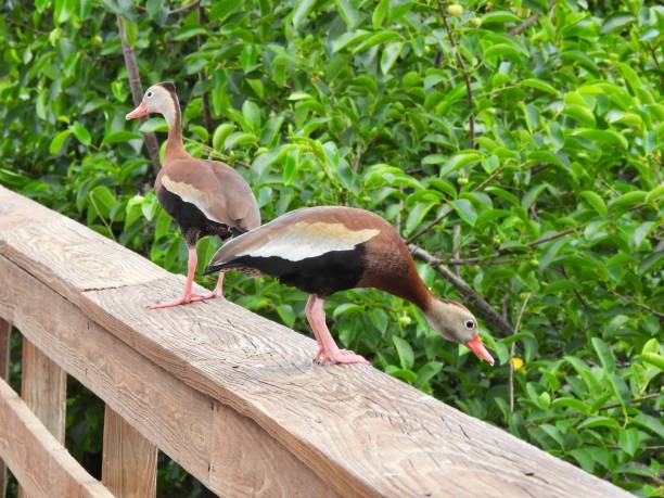 istock Black-bellied Whistling Ducks (Dendrocygna autumnalis) resting on a wood railing 1393402567