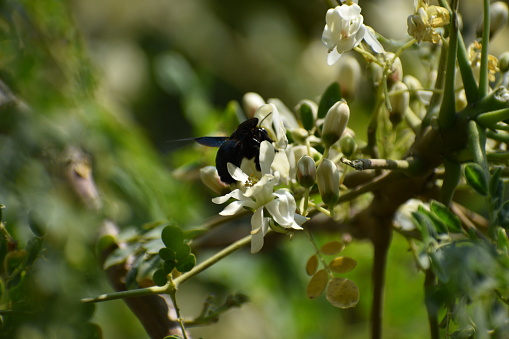 Beautiful and colorful bees are extracting sap from the flowers of moringa plant.