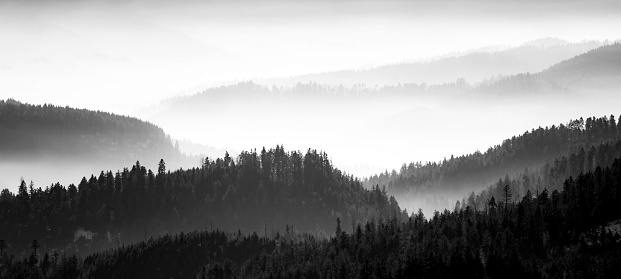 Amazing mystical rising fog forest trees landscape in black forest ( Schwarzwald ) Germany panorama banner .- dark mood, black & white
