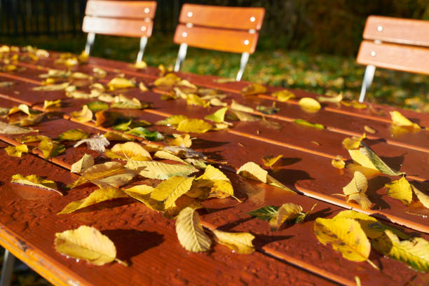 autumn scenery