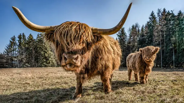 Funny Animals background - Scottish highland cow with tongue out , cow on field in the beautiful black forest