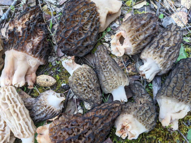 grzyby wiosenne morchella sp o wyglądzie plastra miodu, ciemnobrązowe lub jasnobrązowe, arkusze tworzące komórki i tragble - morel mushroom edible mushroom food bizarre zdjęcia i obrazy z banku zdjęć