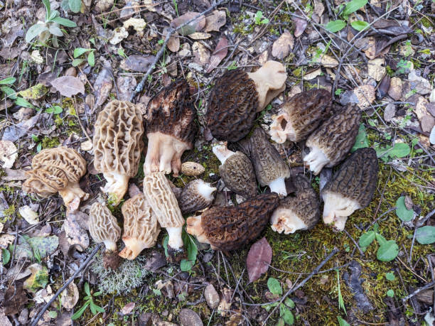 grzyby wiosenne morchella sp o wyglądzie plastra miodu, ciemnobrązowe lub jasnobrązowe, arkusze tworzące komórki i tragble - morel mushroom edible mushroom food bizarre zdjęcia i obrazy z banku zdjęć