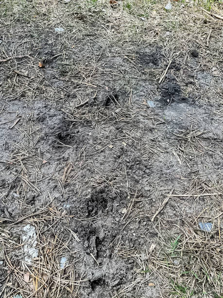 istock Traces of a deer on the forest floor 1393409531