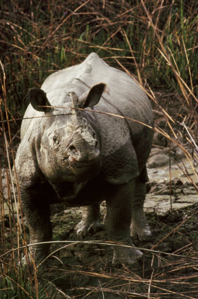 Mammal-Rhinoceros. stock photo