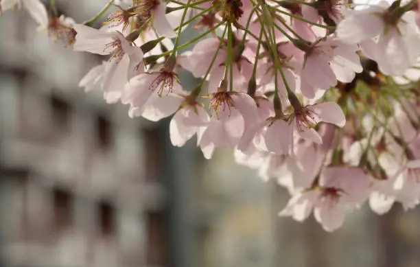 Photo of Cherry branch with pink flowers in front of condo building