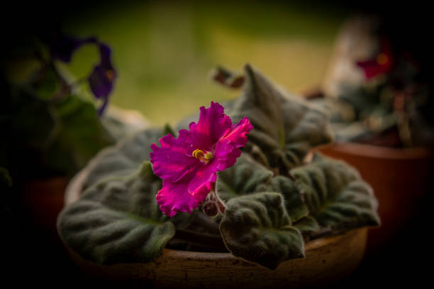 Color fresh spring flowers with dark green leafs behind window