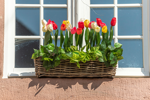 Vase of fresh tulips at the bright window