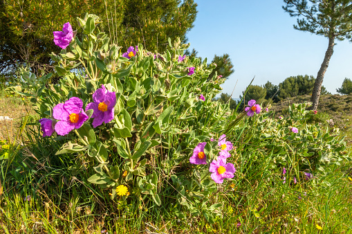 Large flowers of cottony cistus (cistus albidus) in the Provencal scrubland in spring. France.