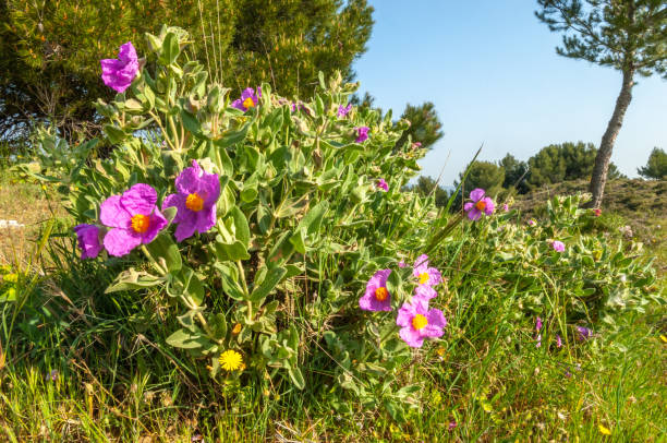 Large flowers of cottony cistus (cistus albidus) in the Provencal scrubland in spring. Large flowers of cottony cistus (cistus albidus) in the Provencal scrubland in spring. France. cistus albidus stock pictures, royalty-free photos & images