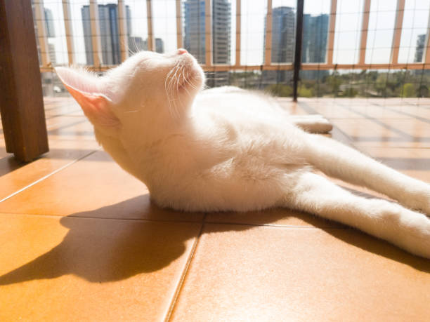 A white cat with its eyes closed sunbathing on a terrace