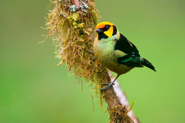 Flame-faced Tanager - Tangara parzudakii family Thraupidae, bird endemic to South America, found in eastern Andes of Colombia, Ecuador, Peru and Venezuela, habitat is moist montane forests stock photo