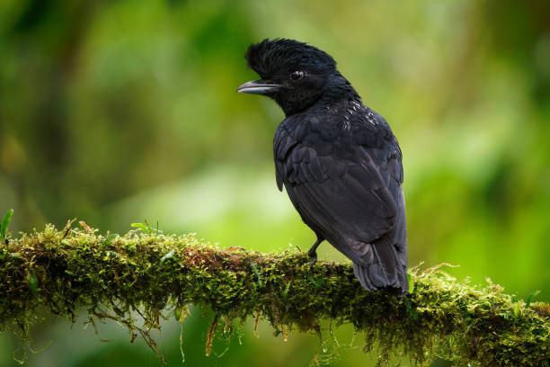 istock Long-wattled Umbrellabird - Cephalopterus penduliger, Cotingidae, Spanish names include pajaro bolson, pajaro toro, dungali and vaca del monte, rare black bird, resides in humid wet forest 1393422735