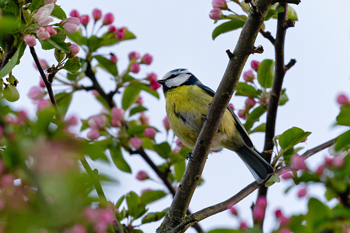 Daytime low angle close-up of a single Eurasian blue tit (Cyanistes caeruleus) perched in a flowering apple tree