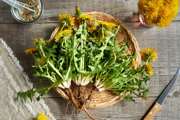 istock Whole dandelion plant with roots - herbal medicine 1393423164