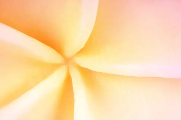 Photo of close up of macro Jepun tropical flower bloom background