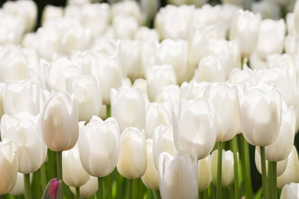 istock Close up of white tulips 1393424225