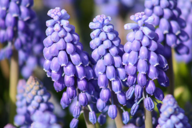 istock Close up of blue grape hyacinth 1393424230