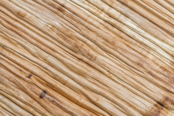 Full-frame of palm leaf texture. Natural abstract wrinkled surface for background.