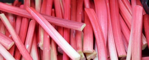 istock Sticks of pink rhubarb 1393428112