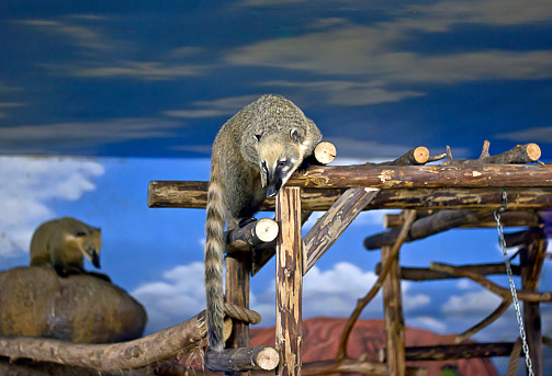 Cute Coati sitting on a tree