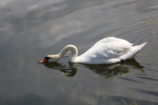 beautiful swan bird
