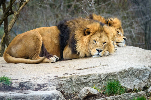Two young male lions resting on a big rock