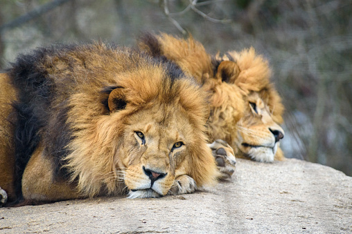 An African lion in an aviary. A magnificent predator with a thick mane lies on the ground