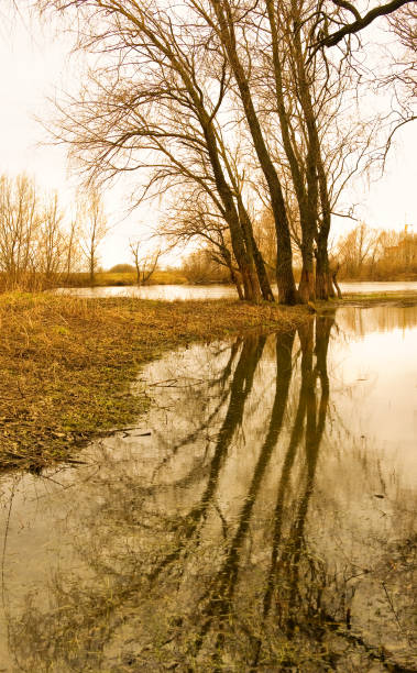 istock trees on the bank of the river in spring 1393435242