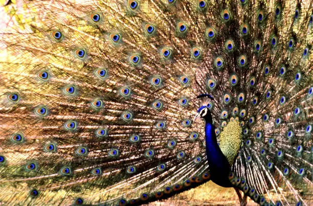 Indian Blue Peacock Displaying its Plumage while dancing in breeding season to attract female for mating.