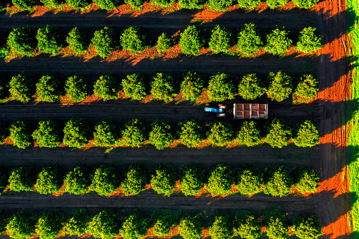 Crop harvesting in orange orchard. Overhead view