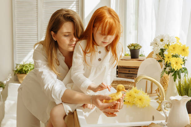 mom and daughter look at little ducklings in the sink in the kitchen. - duckling parent offspring birds imagens e fotografias de stock