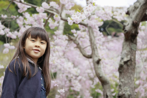 istock Japanese girl and cherry blossoms (7 years old) 1393436375