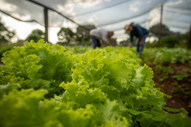 rural producer - lollo bionda lettuce imagens e fotografias de stock