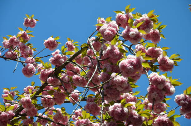 istock Cherry blossom in Bonn 1393445523