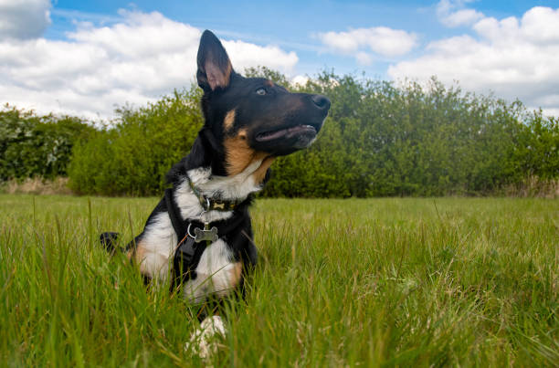 istock A Border Collie puppy 1393447507