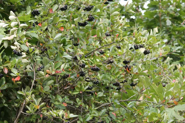 Ripe black chokeberry (Aronia melanocarpa) on branch with green leaves in garden