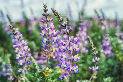 istock Wildflowers close-up. Silver Lupine (Lupinus argenteus) in bloom, silvery-green leaves line the stems, and violet, pea-like flowers. 1393448494
