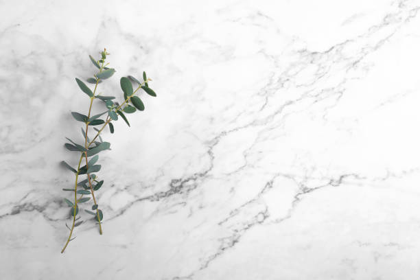 istock Eucalyptus leaves on grey marble background. Frame made of eucalyptus branches. Flat lay, top view, copy space 1393448517