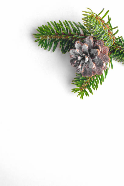 istock Fir tree branches with pine cone on white table background, christmas card or Christmas festive composition 1393448541