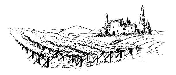 ilustraciones, imágenes clip art, dibujos animados e iconos de stock de viñedo con campo de uva - tuscany