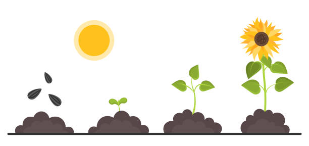 ilustraciones, imágenes clip art, dibujos animados e iconos de stock de etapas de crecimiento de las plantas - growth development sunflower progress