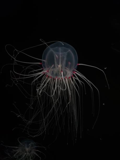 istock Hypnotic marine life 1393458851