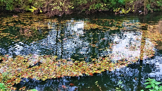 Maple leaves floating in the pond