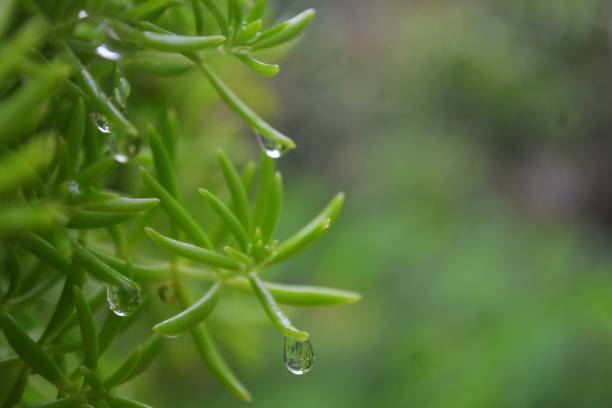 Rainwater that will drip from a sprig of green flowers