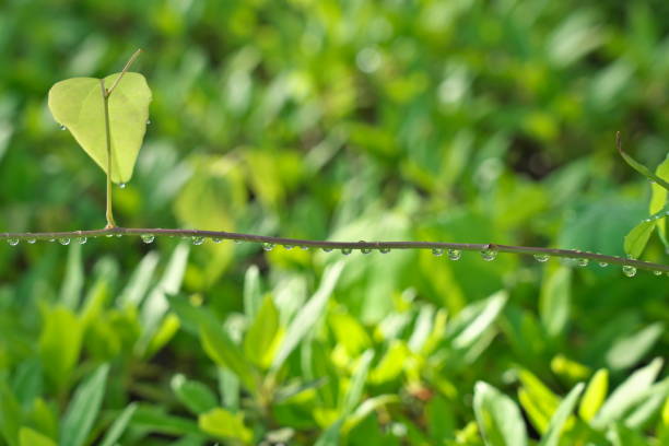 Tokyo, Japan - April 25, 2022: Raindrops on grass leaves illuminated with the rising sun