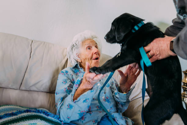 portrait mignon d’une femme de race blanche de 100 ans joyeuse et excitée assise sur un canapé et tenant un chiot labrador noir - senior adult dog nursing home pets photos et images de collection