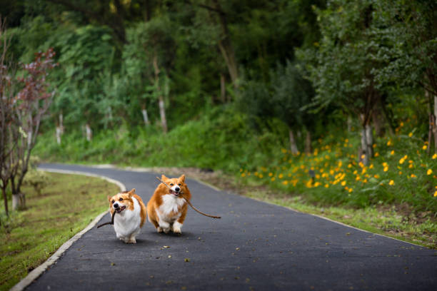 Two corgi dogs running in the forest on a sunny day, grabbing branches and playing
