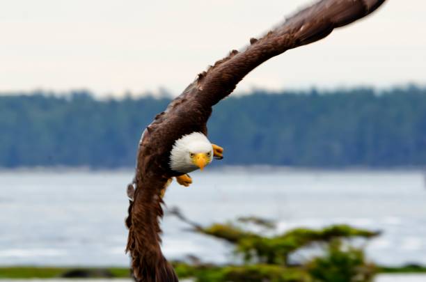 istock bald eagle flying directly in front of us, canada 1393472394